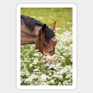 Summer Grazing Sticker